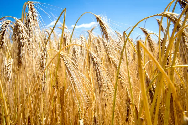 Orelhas douradas de trigo no campo — Fotografia de Stock