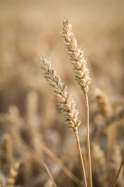 Golden ears of wheat on the field — Stock Photo, Image