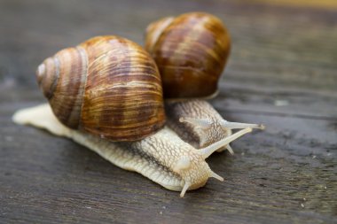 Yağmur sonra ahşap masa üzerinde büyük salyangoz