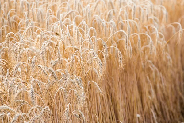 Golden ears of wheat on the field. — Stock Photo, Image