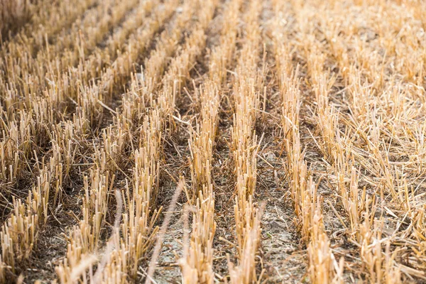 Rows of stubble harvested wheat field — Stock Photo, Image