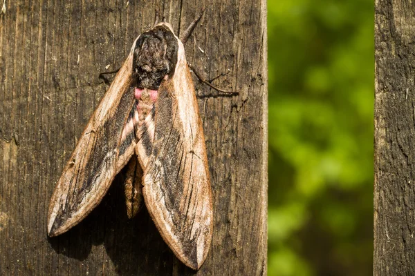 Hawk Moth em fundo de madeira close up — Fotografia de Stock