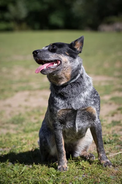 Perro de ganado australiano — Foto de Stock