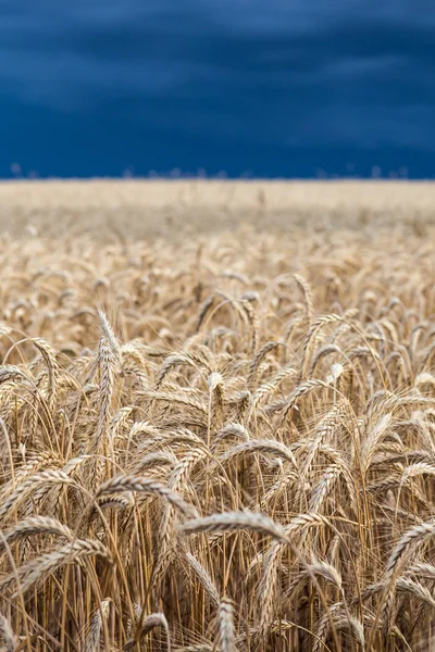 Gold wheat field before the storm — Stock Photo, Image