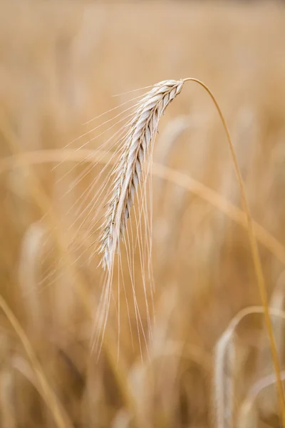 Gouden aren van tarwe op het veld — Stockfoto