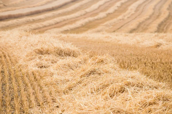 Straw - Field after harvest — Stock Photo, Image