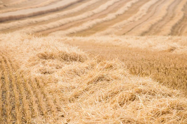 Paja - Campo después de la cosecha — Foto de Stock