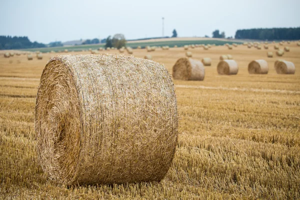 Fardos de heno en el campo después de la cosecha —  Fotos de Stock