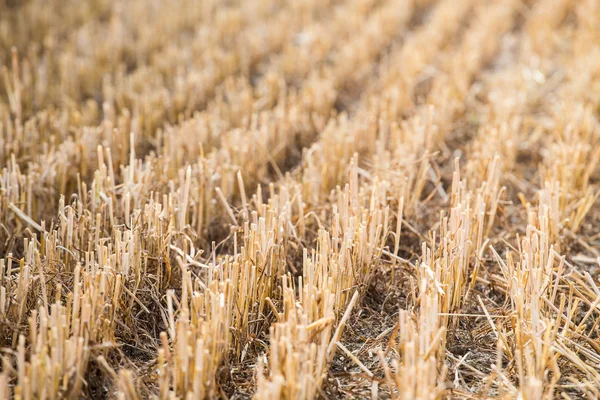 Rows of stubble harvested wheat field — Stock Photo, Image