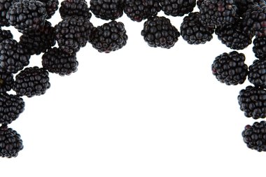 Background for titles with blackberries on white background