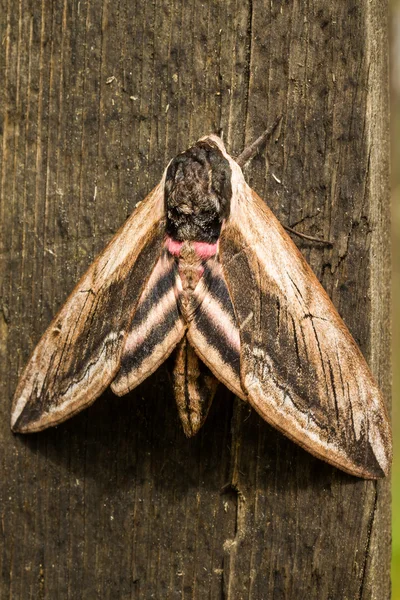 Hawk Moth em fundo de madeira close up — Fotografia de Stock