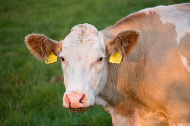 Kahverengi ve beyaz süt ineği arazide, Çek Cumhuriyeti