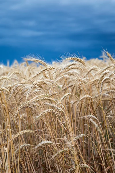 Gold wheat field before the storm — Stock Photo, Image