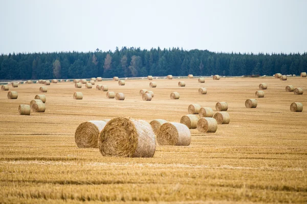 Hooibalen op het veld na de oogst — Stockfoto