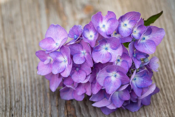 Květina modrá hortenzie dřevěné pozadí. — Stock fotografie