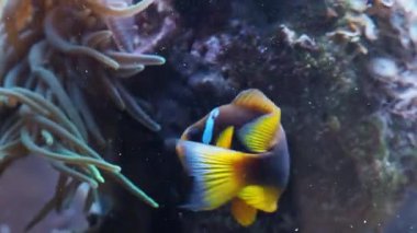 Palyaço balığı canlı bir mercan resifinde deniz şakayığının dokunaçları arasında zarifçe yüzüyor.