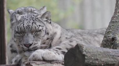 İki kar leoparı birlikte dinleniyor, Benekli kürklerini ve bağlarını sergiliyorlar