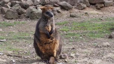 Wallaby, arka planda kayalarla toprak ve çimlerin üzerinde dimdik duruyordu.