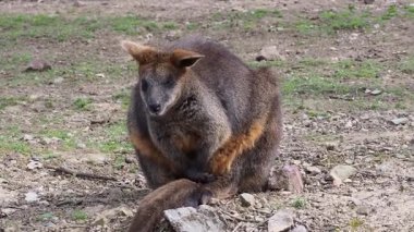 Wallaby, arka planda kayalarla toprak ve çimlerin üzerinde dimdik duruyordu.