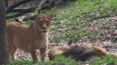 Dişi aslan, doğal ortamında uyuyan bir erkek aslanı dikkatle izliyor ve koruyor.