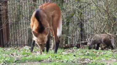 Yetişkin kurt ve yavrusu doğal bir yaşam alanını keşfediyor.