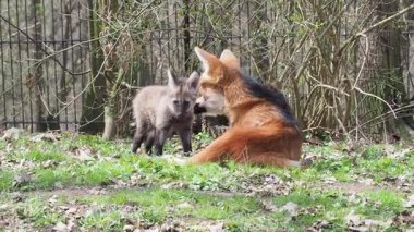 Maned Wolf yavrusu çimlerin üzerinde dikilip kameraya bakarken yanında yetişkin bir kurt oturuyor.