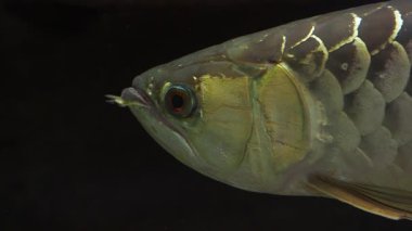 Arowana balığı kafa ve pulları yakından gösteriyor, iyi şansın sembolü.