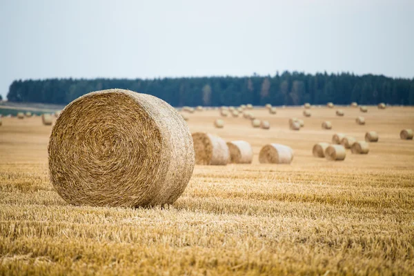 Fardos de heno en el campo después de la cosecha —  Fotos de Stock