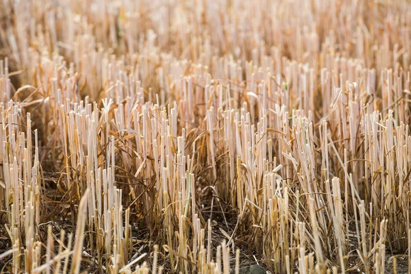 Rows of stubble harvested wheat field — Stock Photo, Image