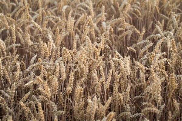 Золоті вуха пшениці на полі — стокове фото