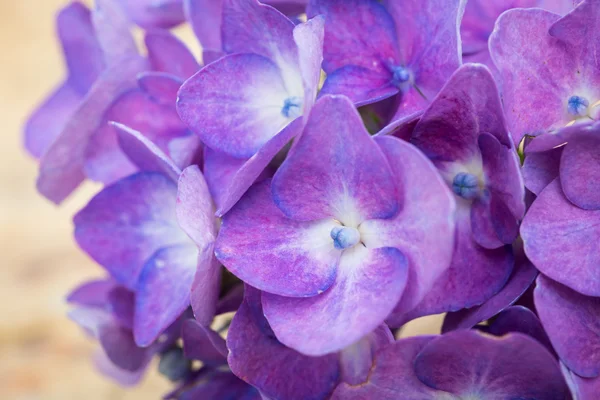 Modré hortenzie květiny — Stock fotografie