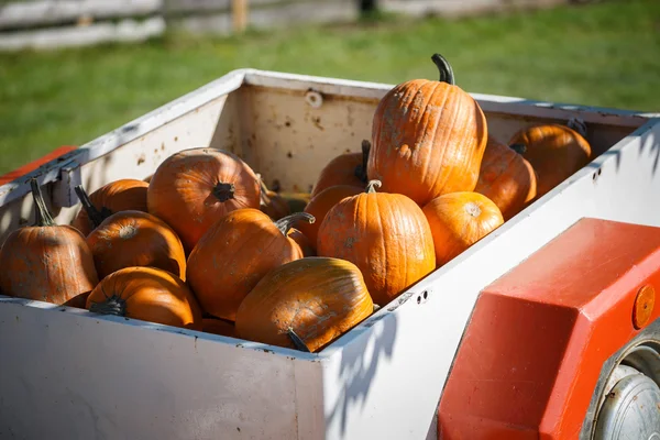 Pile de citrouilles — Photo