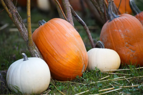 Pile de petites citrouilles au marché fermier . — Photo