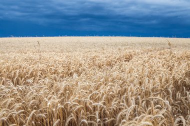 Altın buğday alan fırtına öncesi sessizlik