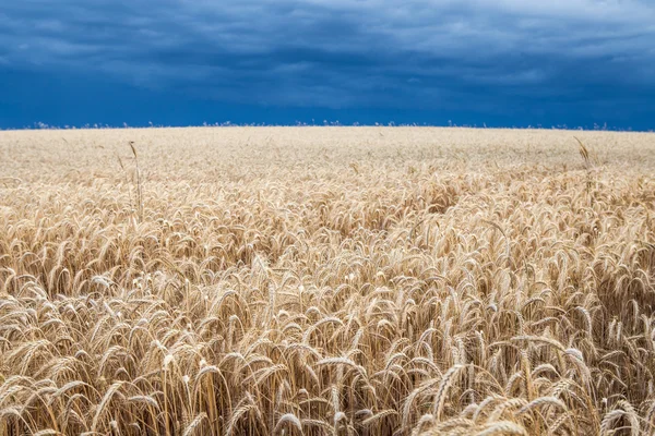 Campo de trigo dorado antes de la tormenta — Foto de Stock