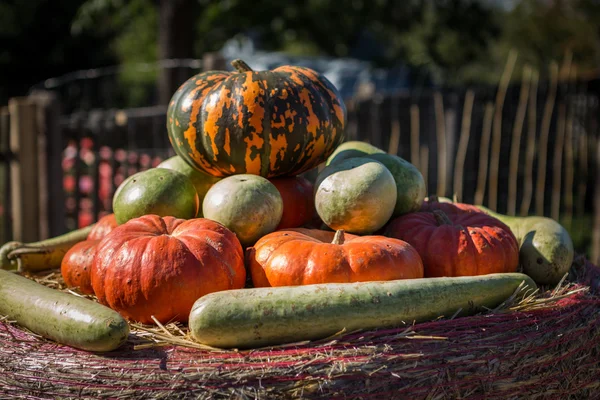 Pile de petites citrouilles au marché fermier . — Photo