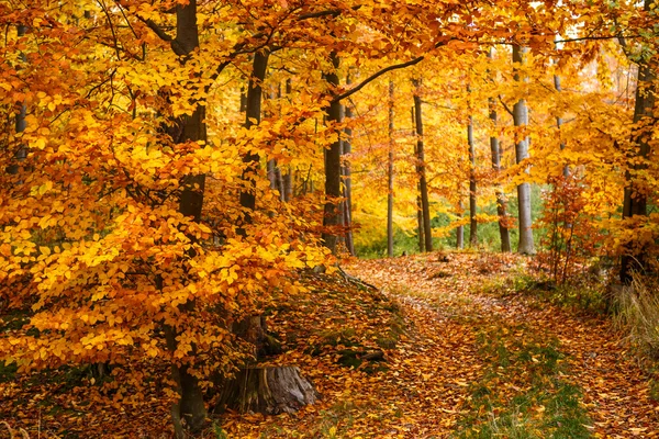 Majestic landscape with autumn leaves in forest. — Stock Photo, Image