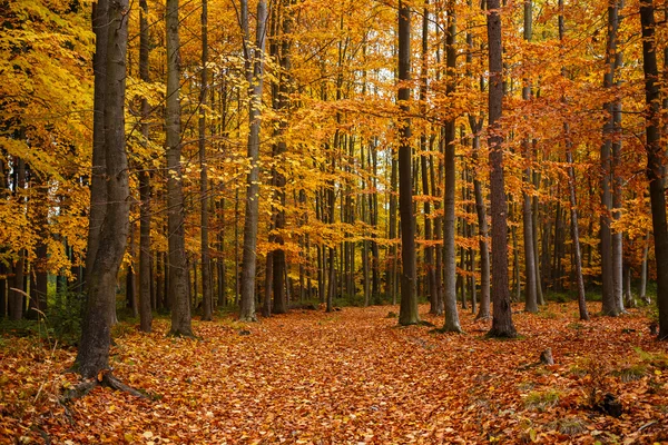 Autumn trees in park — Stock Photo, Image