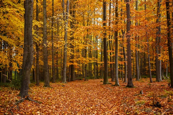 Alberi d'autunno nel parco — Foto Stock