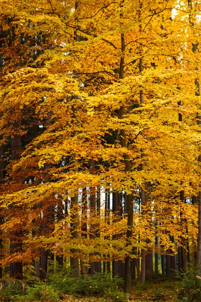 Podzimní stromy v parku — Stock fotografie