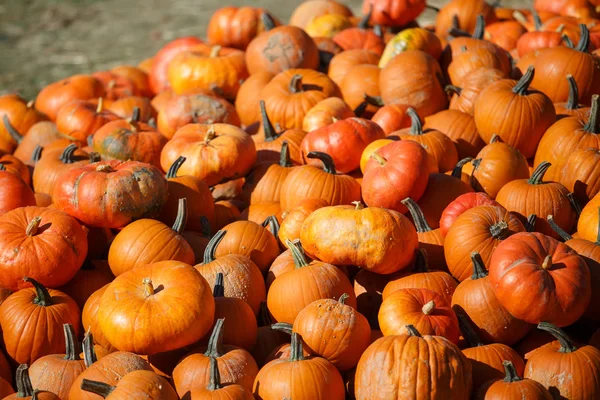 Pile de petites citrouilles au marché fermier . — Photo