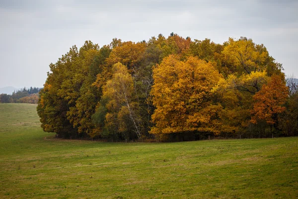 秋の雄大な風景の森林を葉します。. — ストック写真