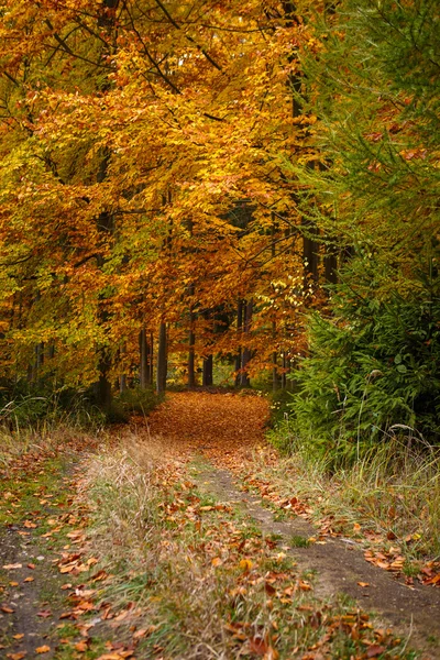 Autumn trees in park — Stock Photo, Image