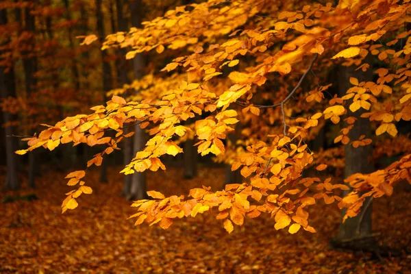 Collectie van mooie kleurrijke herfstbladeren — Stockfoto