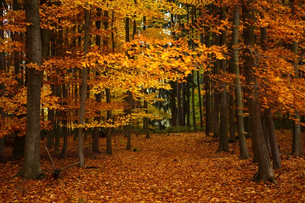 Alberi d'autunno nel parco — Foto Stock