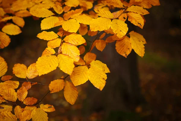 Collectie van mooie kleurrijke herfstbladeren — Stockfoto