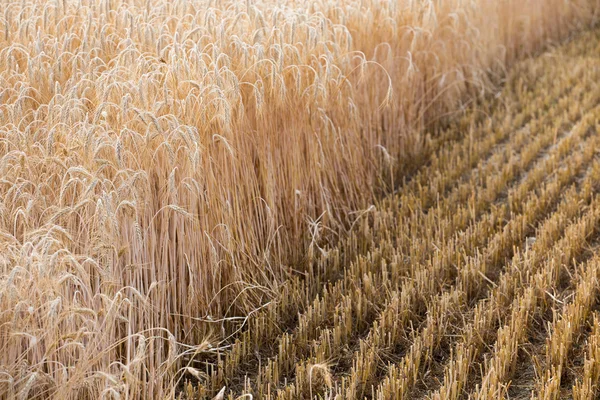 Golden ears of wheat on the field. — Stock Photo, Image