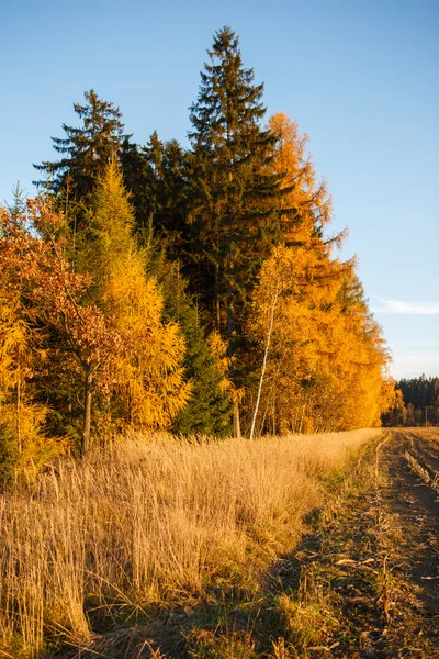 Τοπίο με το φθινόπωρο τα φύλλα στο δάσος. — Φωτογραφία Αρχείου