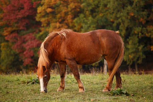 Caballo en pastos y paisaje otoñal en el fondo —  Fotos de Stock