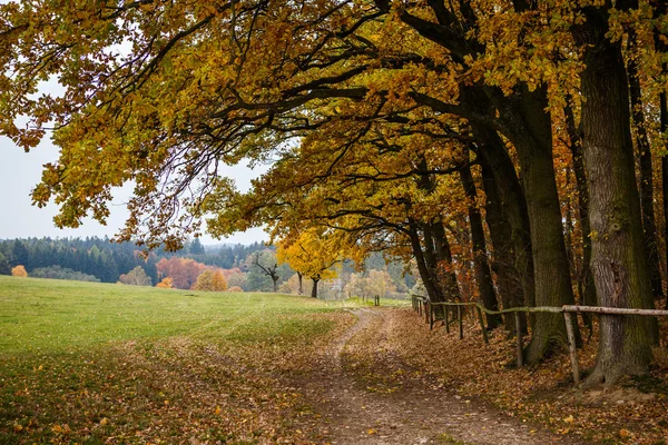 Majestic landscape with autumn leaves in forest. — Stock Photo, Image